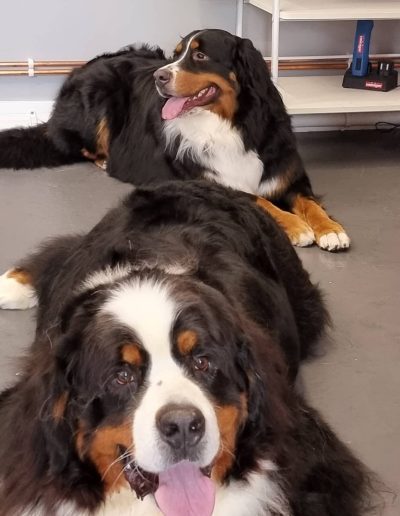 Bernese mountain Dogs